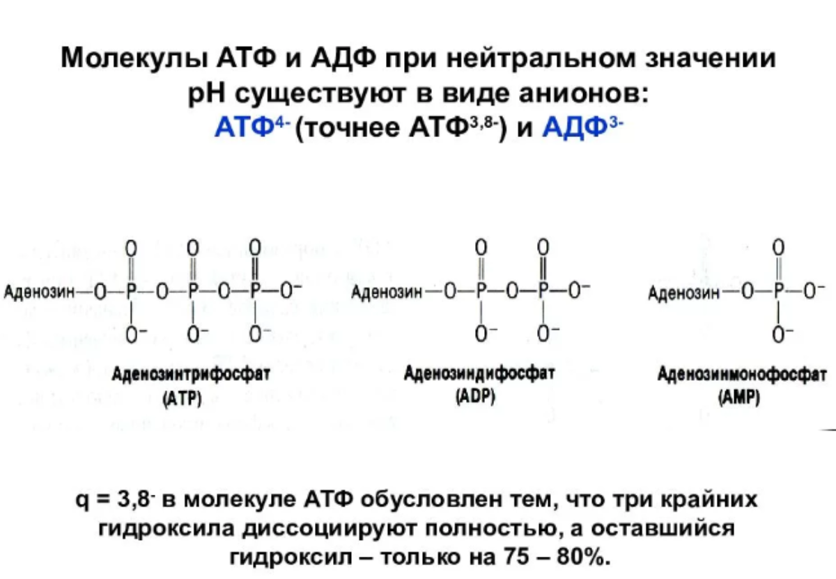 Типы связей в молекуле АТФ. Что такое аденозиндифосфат АДФ. АТФ И АДФ. Аденозинтрифосфат и аденозиндифосфат.